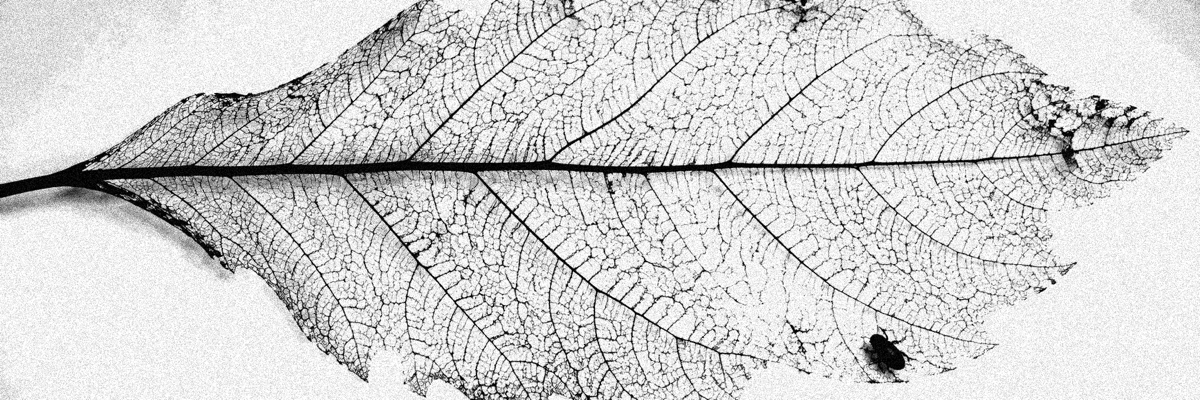 A leaf skeleton spreads across a pale field, with a small beetle near its lower edge.