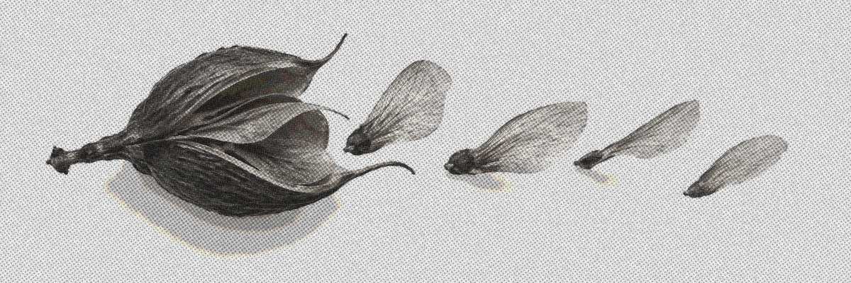 A split seed pod with four winged seeds drifting to the right.
