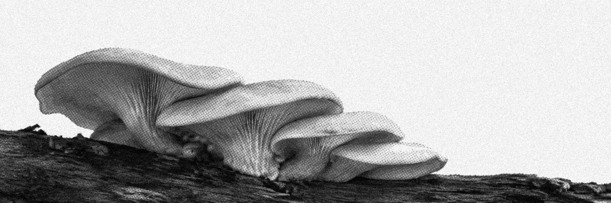 A cluster of oyster mushrooms grows along a piece of wood against a pale background.